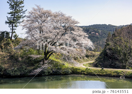 ジラカンスの桜 ジラカンスの桜 76143551