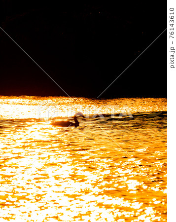 越辺川のコハクチョウ　都心に近い白鳥飛来地　夕景のシルエット 76143610