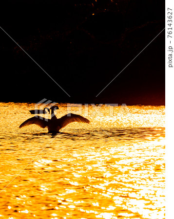 越辺川のコハクチョウ　都心に近い白鳥飛来地　羽ばたく夕景のシルエット 76143627