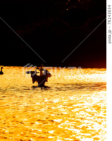 越辺川のコハクチョウ　都心に近い白鳥飛来地　羽ばたく夕景のシルエット 76143634