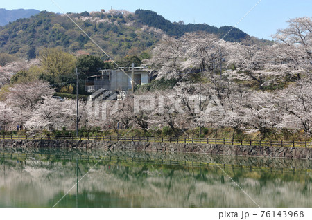 香川県三豊市財田町「戸川ダム公園」の桜 香川県三豊市財田町「戸川ダム公園」の桜 76143968