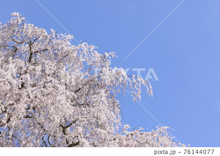 又兵衛桜 大宇陀本郷 2021年　春 76144077