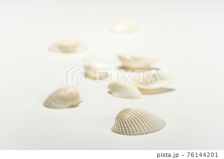 貝殻 貝殻 76144201