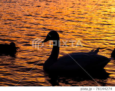 越辺川のコハクチョウ　都心に近い白鳥飛来地　夕景のシルエット 76144274