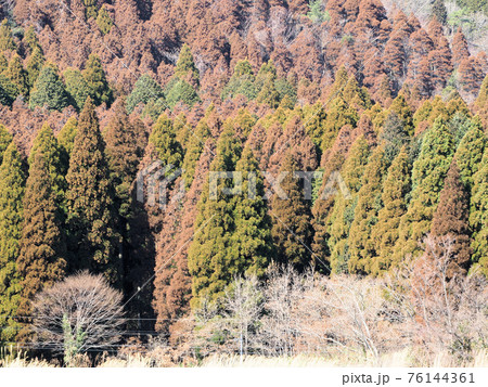 ぐるっとくじゅう周遊道路沿いの風景 色とりどりの山肌 杉林 大分県竹田市直入町 ぐるっとくじゅう周遊道路沿いの風景 色とりどりの山肌 杉林 大分県竹田市直入町 76144361