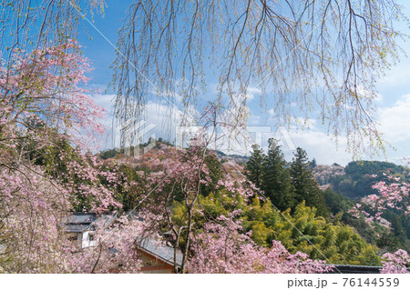 如意輪寺から見た上千本と中千本(吉野山) 如意輪寺から見た上千本と中千本(吉野山) 76144559