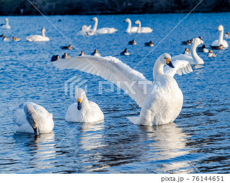 越辺川の羽ばたくコハクチョウ　都心に近い白鳥飛来地 76144651