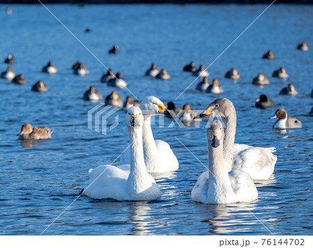 越辺川のコハクチョウ 都心に近い白鳥飛来地 越辺川のコハクチョウ 都心に近い白鳥飛来地 76144702