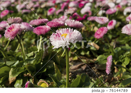 ピンク色のデイジー(ヒナギク)の花が咲いています。学名はBellis perennisです。 ピンク色のデイジー(ヒナギク)の花が咲いています。学名はBellis perennisです。 76144789