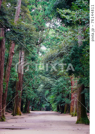 大木に囲まれた鹿島神宮（茨城県）の杉並木参道 76144811