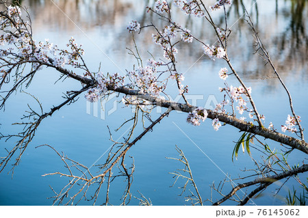 晴天の春うららの田舎の桜が咲く風景 晴天の春うららの田舎の桜が咲く風景 76145062