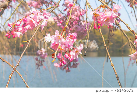 水辺に揺れるピンク色の枝垂桜の花の写真素材