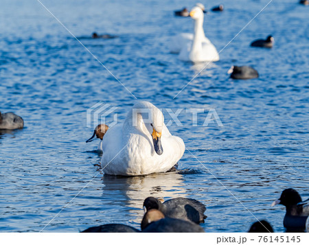 越辺川のコハクチョウ　都心に近い白鳥飛来地 76145145