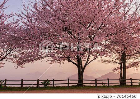 紫雲出山の桜 紫雲出山の桜 76145466