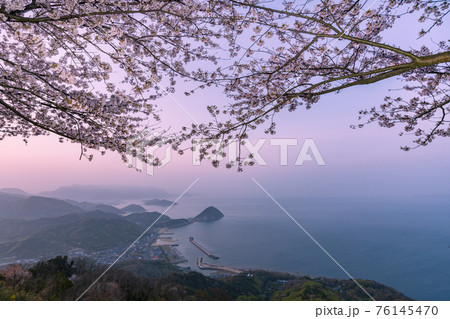 紫雲出山の桜 紫雲出山の桜 76145470