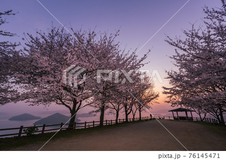 紫雲出山の桜 紫雲出山の桜 76145471