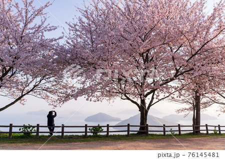 紫雲出山の桜 76145481