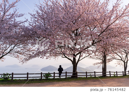 紫雲出山の桜 紫雲出山の桜 76145482