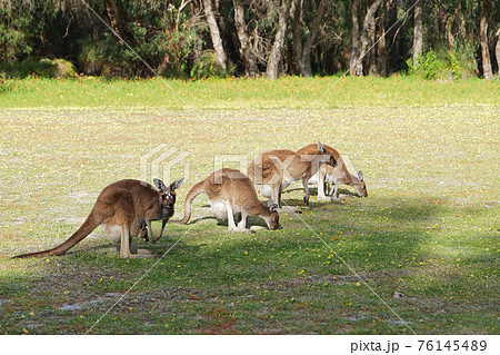 西オーストラリアヤンチャップ国立公園内のカンガルー 76145489