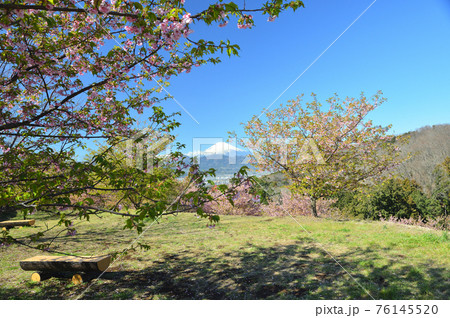 富士山と早咲きの桜 おおいゆめの里 富士山と早咲きの桜 おおいゆめの里 76145520