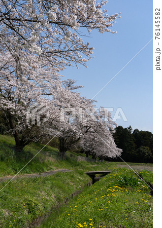 日本の桜風景と青空のコピースペース 76145582