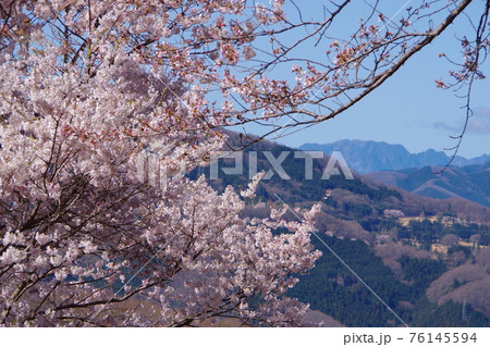 埼玉県鐘撞堂山の桜 埼玉県鐘撞堂山の桜 76145594