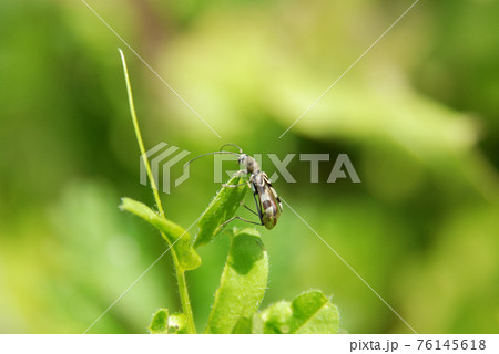 トビヒゲトラカミキリ 76145618