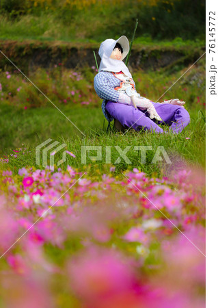 コスモスとくつろぐカカシ 76145772