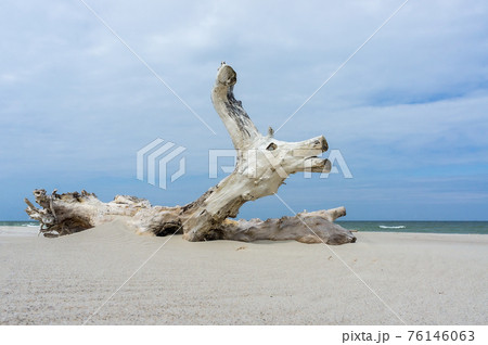 snag on the sea sand, sandy beach and beautiful wooden snag 76146063