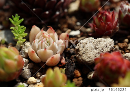 庭の多肉植物 紅葉 76146225