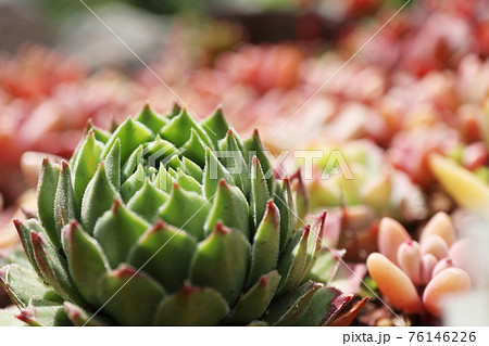 庭の多肉植物 紅葉 76146226