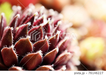 庭の多肉植物 紅葉 76146227