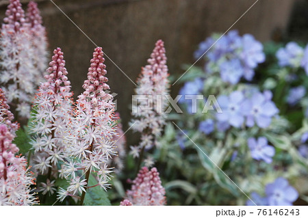 春の半日陰の庭 ティアレラ ピンクロケットとフロックス モントローザ・トリカラー ディバリカータ 76146243