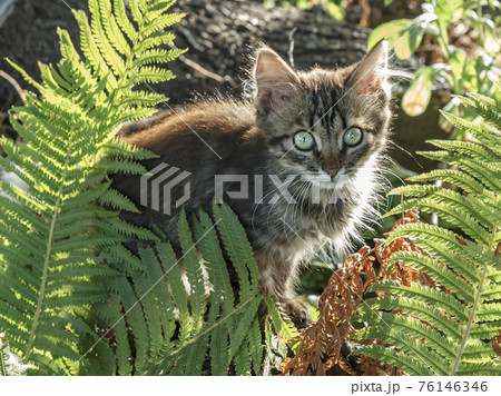 Gray and white tabby cat in green plants of the garden Gray and white tabby cat in green plants of the garden 76146346