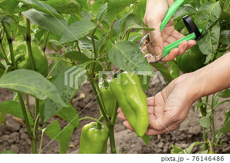 Hand with pruner and ripe bell pepper growing on bush in the garden. Hand with pruner and ripe bell pepper growing on bush in the garden. 76146486