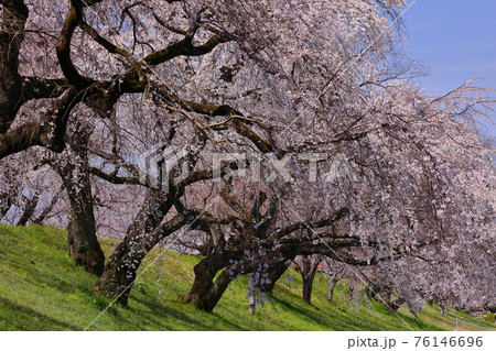 愛知県一宮市木曽川堤の桜並木 76146696