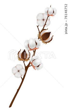 Realistic Cotton Flower Branch Compositionのイラスト素材