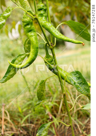 Chili peppers ripening on a bush in the garden. 76147288