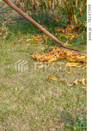 Gardener cleans a garden with a rake in autumn. 76147309
