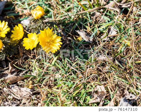 春の訪れ　早春に咲く可憐な福寿草 76147310