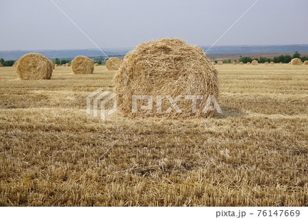 Haystack harvest Round dried haystacks in the field, summer agricultural landscape. Haystack field panorama. Rural yellow field. Rural scenery of straw stacks at sunset. Farm and pasture concept Haystack harvest Round dried haystacks in the field, summer agricultural landscape. Haystack field panorama. Rural yellow field. Rural scenery of straw stacks at sunset. Farm and pasture concept 76147669
