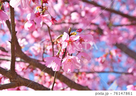 樹木:みやび桜 バラ科 樹木:みやび桜 バラ科 76147861