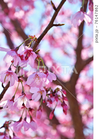 樹木：みやび桜　バラ科 76147862