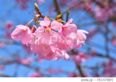 樹木 みやび桜 バラ科の写真素材