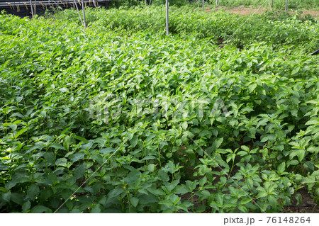 White jute plantation in greenhouse White jute plantation in greenhouse 76148264