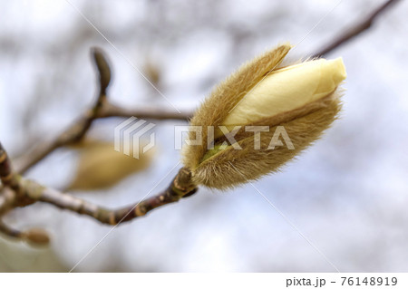 ハクモクレンの蕾 ハクモクレンの蕾 76148919