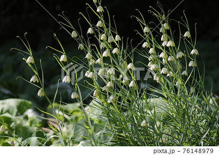 春に咲く、可憐なアミガサユリ 76148979