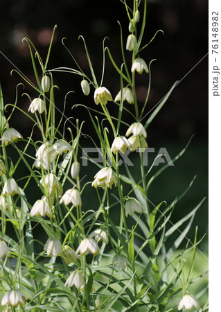 春に咲く、可憐なアミガサユリ 春に咲く、可憐なアミガサユリ 76148982