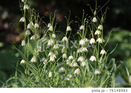 春に咲く、可憐なアミガサユリ 76148983