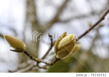 ハクモクレンの蕾 76149141